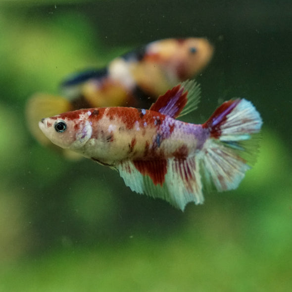 Multicolor/ Galaxy Koi Halfmoon - Female- 13 Weeks Old