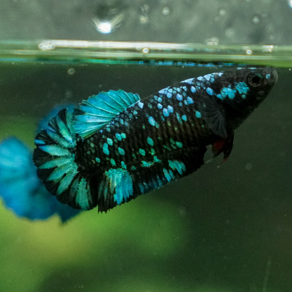 Black Galaxy Koi Plakat (Avatar) - Female- 13 Weeks Old