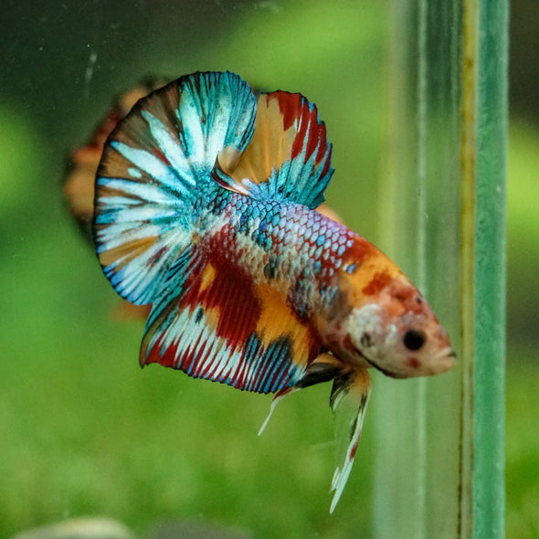Multicolor/Galaxy Koi Plakat -16 weeks Old