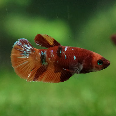 Multicolor/ Galaxy Koi Plakat- Female- 13 Weeks Old