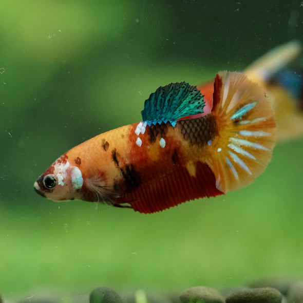 Multicolor/ Galaxy Koi Plakat- Female- 13 Weeks Old