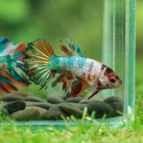 Multicolor/ Galaxy Koi Halfmoon- Female- 13 Weeks Old