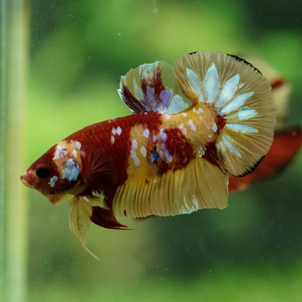 Multicolor/Galaxy Koi Plakat -15 weeks Old