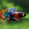 Multicolor/Galaxy Koi Plakat -13 weeks Old