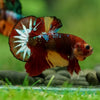Multicolor/Galaxy Koi Plakat -16 weeks Old