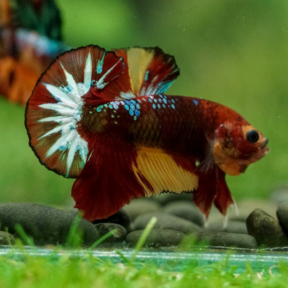 Multicolor/Galaxy Koi Plakat -16 weeks Old