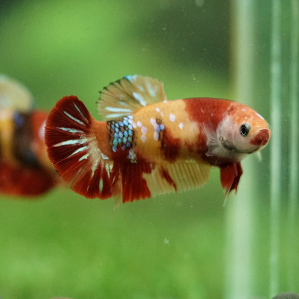 Multicolor/ Galaxy Koi Plakat- Female- 13 Weeks Old