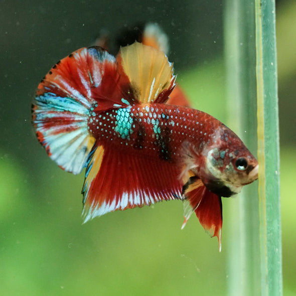 Multicolor/Galaxy Koi Plakat -16 weeks Old