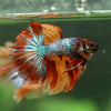 Galaxy/Candy Koi Halfmoon - 14 weeks old
