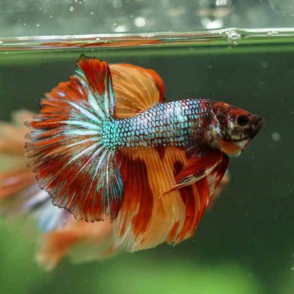 Galaxy/Candy Koi Halfmoon - 14 weeks old