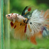 Galaxy/Candy Koi Halfmoon - 14 weeks old