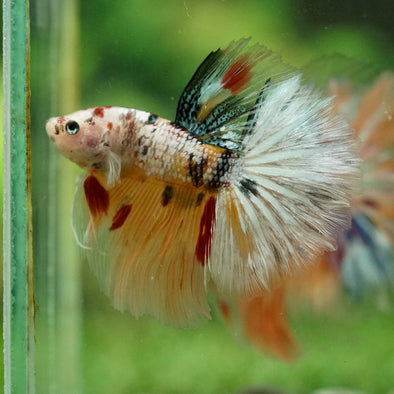 Galaxy/Candy Koi Halfmoon - 14 weeks old