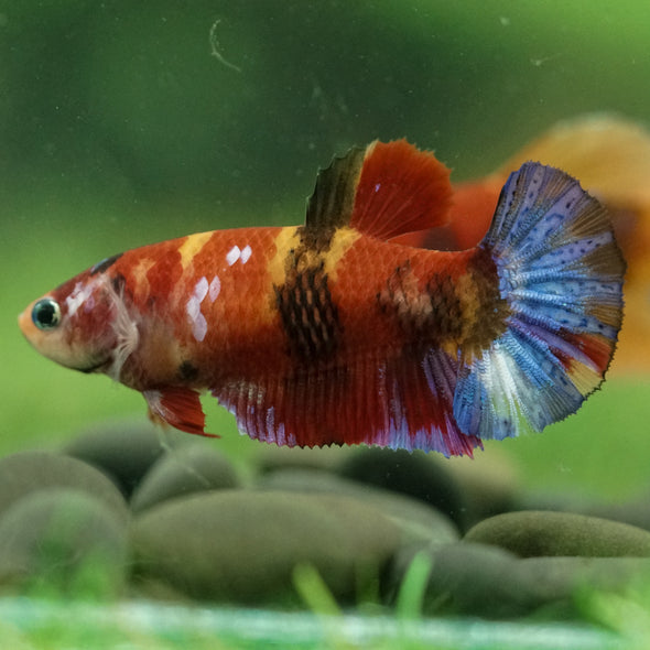 Multicolor/ Galaxy Koi Plakat- Female- 13 Weeks Old