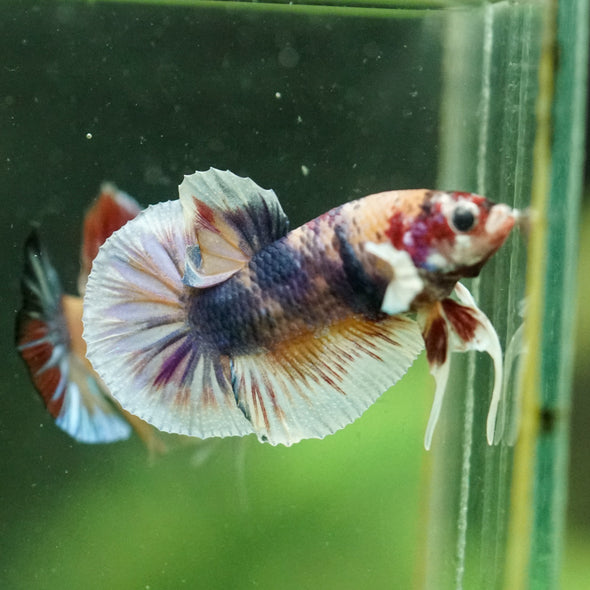 Multicolor/Galaxy Koi Plakat -10 weeks Old