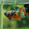 Galaxy Koi Plakat - Male