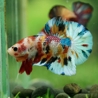 Multicolor/Galaxy Koi Plakat -16 weeks Old