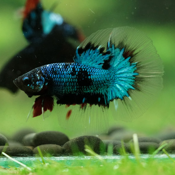 Black Base Galaxy/Candy Koi Halfmoon - 14 weeks old