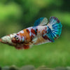 Multicolor/ Galaxy Koi Plakat - Female- 13 Weeks Old