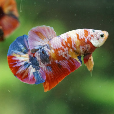 Multicolor/Galaxy Koi Plakat -16 weeks Old