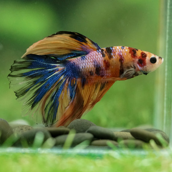 Galaxy/Candy Koi Halfmoon - 14 weeks old