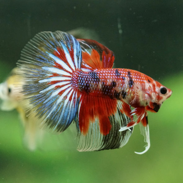 Galaxy/Candy Koi Halfmoon - 11 weeks old