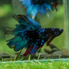 Black Base Galaxy Koi Halfmoon (Avatar) - 14 weeks old