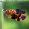 Multicolor/ Galaxy Koi Plakat- Female- 13 Weeks Old
