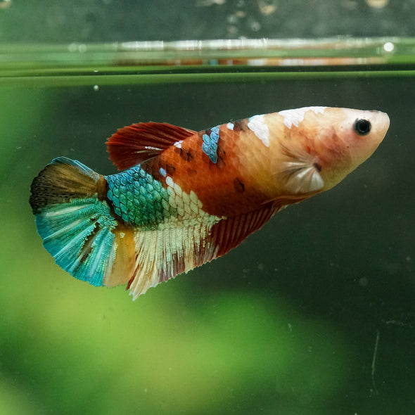 Multicolor/ Galaxy Koi Plakat- Female- 13 Weeks Old