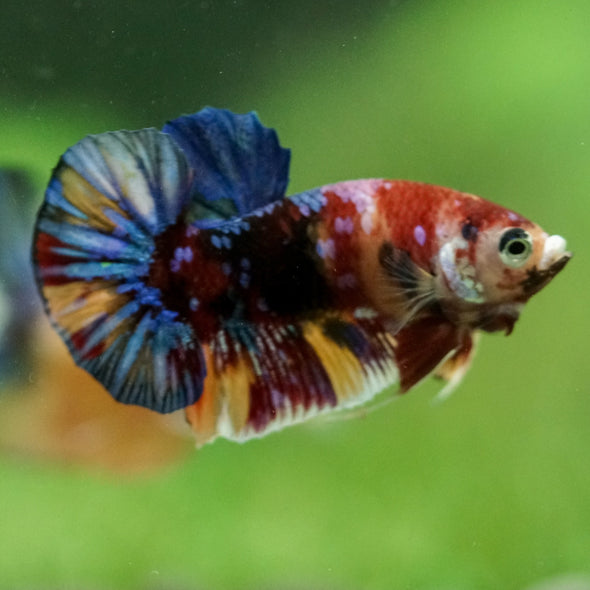 Multicolor/Galaxy Koi Plakat -11 weeks Old