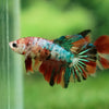 Multicolor/ Galaxy Koi Halfmoon- Female- 13 Weeks Old