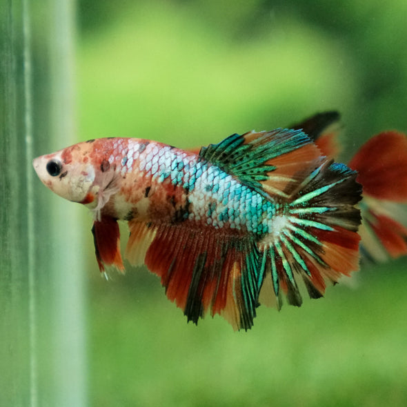 Multicolor/ Galaxy Koi Halfmoon- Female- 13 Weeks Old