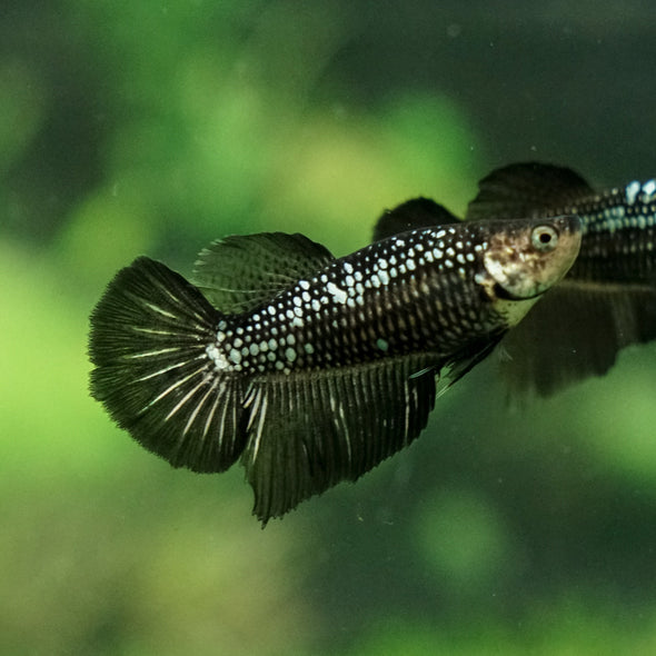 Black Samurai Halfmoon- Female- 14 Weeks Old