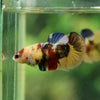 Pack of 2 Multicolored/Galaxy Koi Plakat - Female