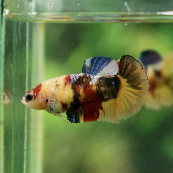 Pack of 20 Multicolored/Galaxy Koi Plakat - Female