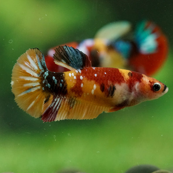 Multicolor/ Galaxy Koi Plakat- Female- 13 Weeks Old