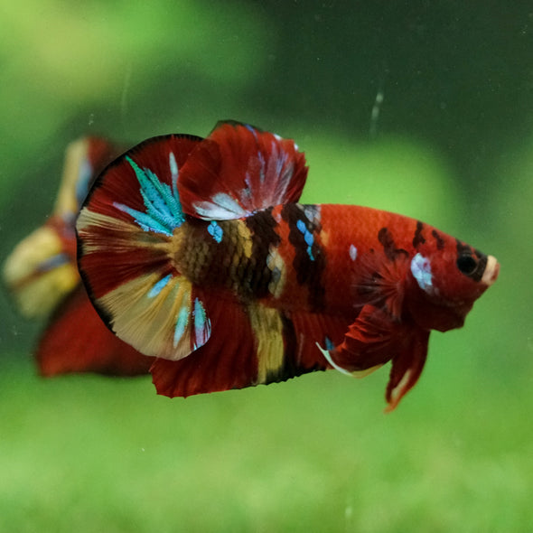 Multicolor/Galaxy Koi Plakat -15 weeks Old