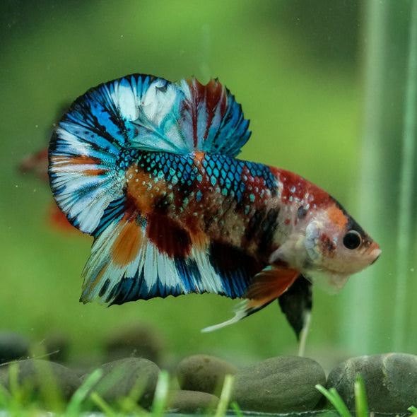 Multicolor/Galaxy Koi Plakat -16 weeks Old