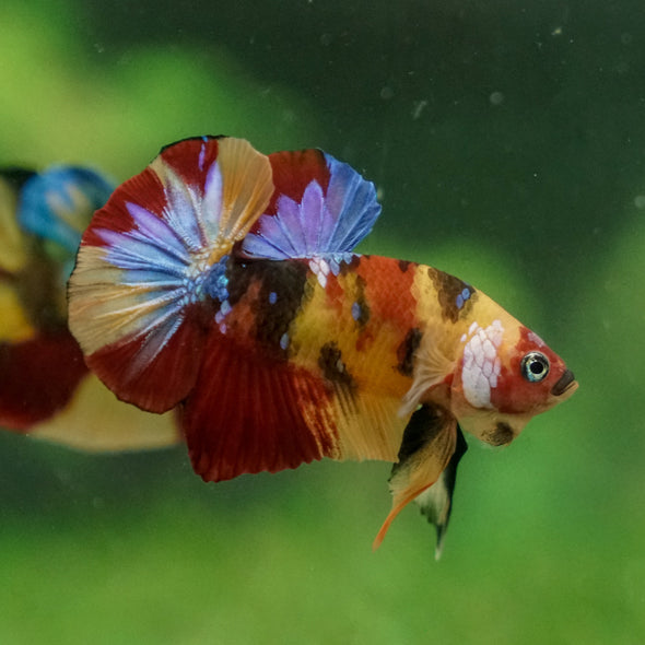 Multicolor/Galaxy Koi Plakat -13 weeks Old