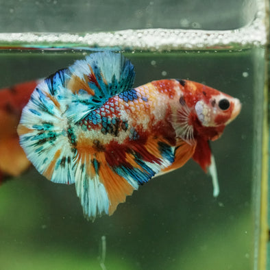 Multicolor/Galaxy Koi Plakat -16 weeks Old