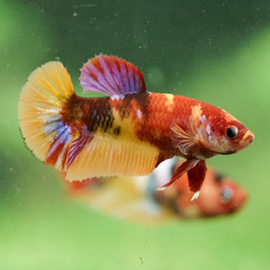 Multicolor/ Galaxy Koi Plakat- Female- 13 Weeks Old