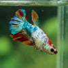 Multicolor/ Galaxy Koi Halfmoon- Female- 13 Weeks Old