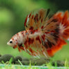 Galaxy/Candy Koi Halfmoon - 14 weeks old