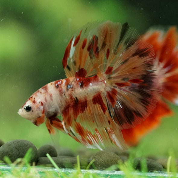 Galaxy/Candy Koi Halfmoon - 14 weeks old
