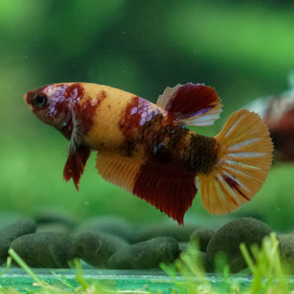 Multicolor/ Galaxy Koi Plakat - Female- 13 Weeks Old