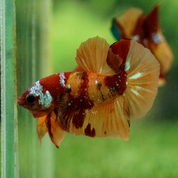 Multicolor/Galaxy Koi Plakat -13 weeks Old