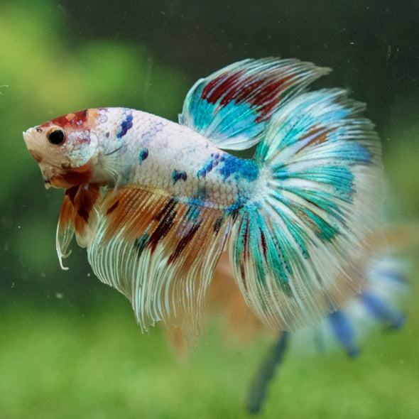 Galaxy/Candy Koi Halfmoon - 14 weeks old