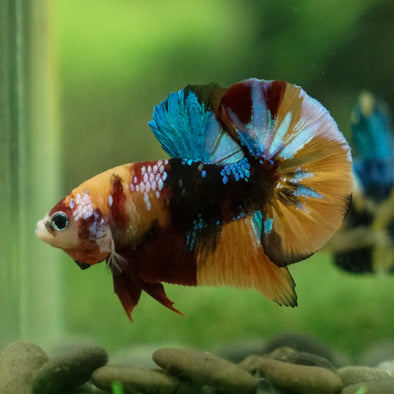 Multicolor/Galaxy Koi Plakat -13 weeks Old