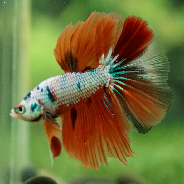 Galaxy/Candy Koi Halfmoon - 13 weeks old