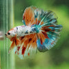 Galaxy/Candy Koi Halfmoon - 14 weeks old