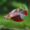 Multicolor/ Galaxy Koi Halfmoon - Female- 13 Weeks Old